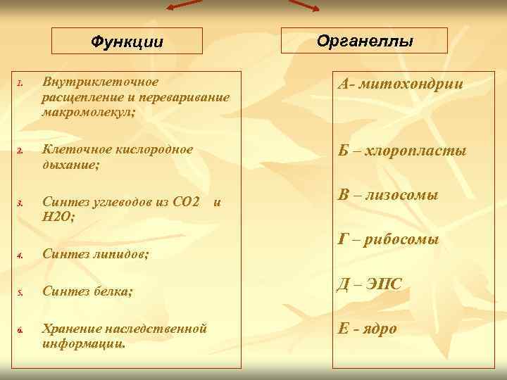 Функции 1. 2. 3. Внутриклеточное расщепление и переваривание макромолекул; А- митохондрии Клеточное кислородное дыхание;