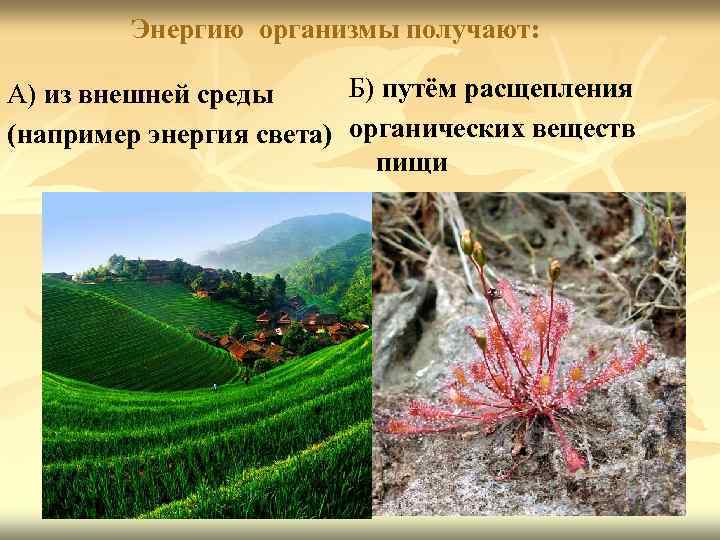 Энергию организмы получают: Б) путём расщепления А) из внешней среды (например энергия света) органических