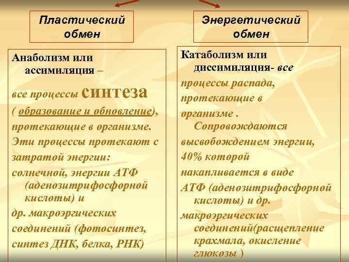 Пластический обмен Анаболизм или ассимиляция – синтеза все процессы ( образование и обновление), протекающие