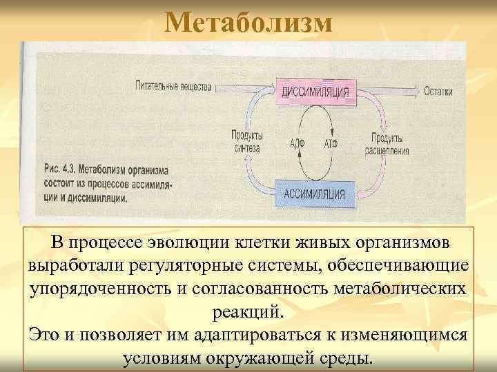 Метаболизм В процессе эволюции клетки живых организмов выработали регуляторные системы, обеспечивающие упорядоченность и согласованность