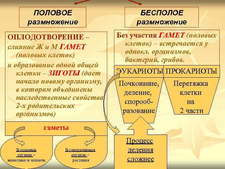 ПОЛОВОЕ размножение ОПЛОДОТВОРЕНИЕ – слияние Ж и М ГАМЕТ (половых клеток) и образование одной