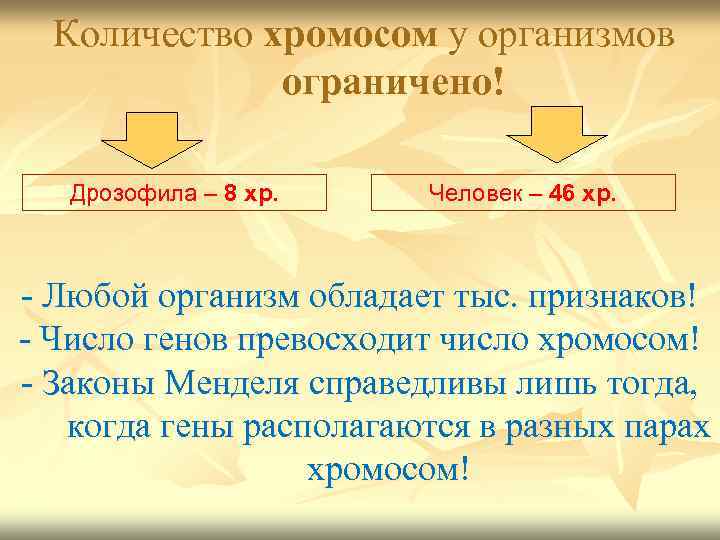 Количество хромосом у организмов ограничено! Дрозофила – 8 хр. Человек – 46 хр. -