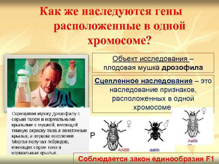 Как же наследуются гены расположенные в одной хромосоме? Объект исследования – плодовая мушка дрозофила