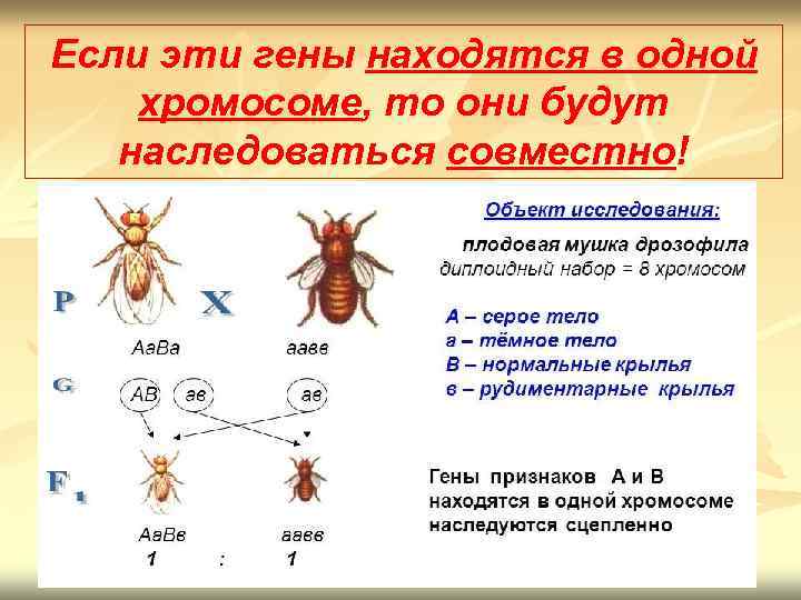 Если эти гены находятся в одной хромосоме, то они будут наследоваться совместно! 
