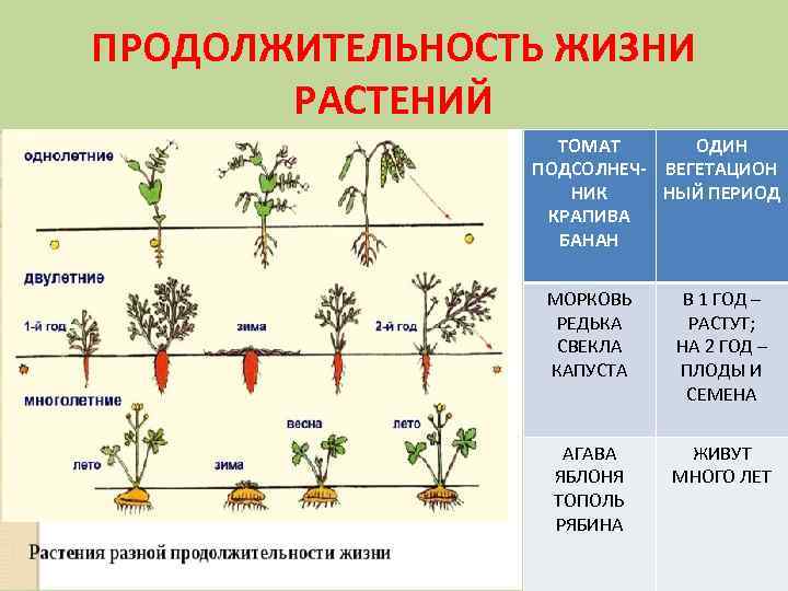 ПРОДОЛЖИТЕЛЬНОСТЬ ЖИЗНИ РАСТЕНИЙ ТОМАТ ОДИН ПОДСОЛНЕЧ- ВЕГЕТАЦИОН НИК НЫЙ ПЕРИОД КРАПИВА БАНАН МОРКОВЬ РЕДЬКА