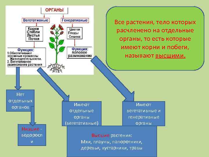 Все растения, тело которых расчленено на отдельные органы, то есть которые имеют корни и