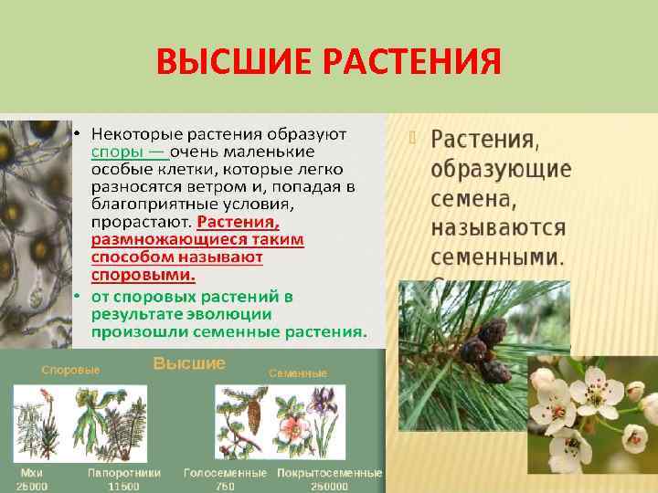 ВЫСШИЕ РАСТЕНИЯ 