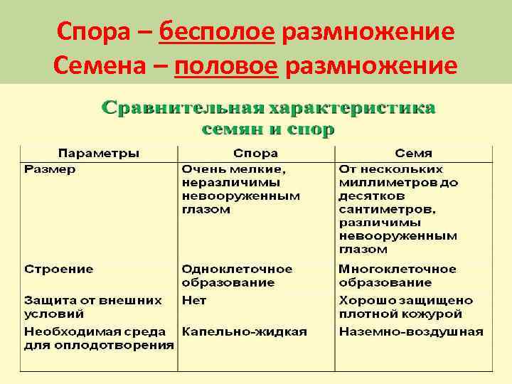 Спора – бесполое размножение Семена – половое размножение 