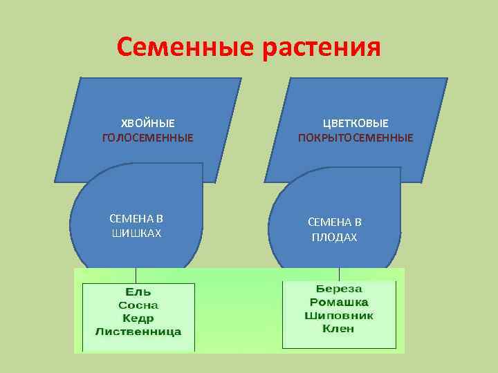 Семенные растения ХВОЙНЫЕ ГОЛОСЕМЕННЫЕ СЕМЕНА В ШИШКАХ ЦВЕТКОВЫЕ ПОКРЫТОСЕМЕННЫЕ СЕМЕНА В ПЛОДАХ 