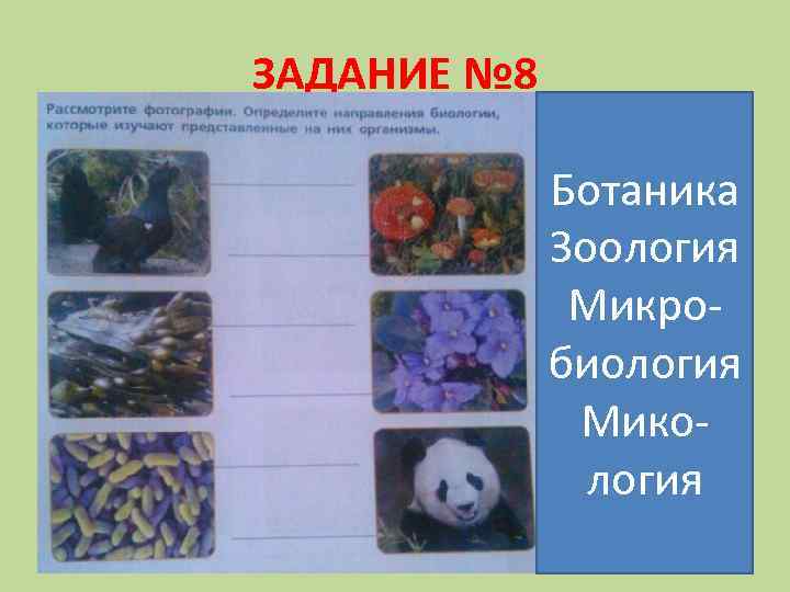 ЗАДАНИЕ № 8 Ботаника Зоология Микробиология Микология 