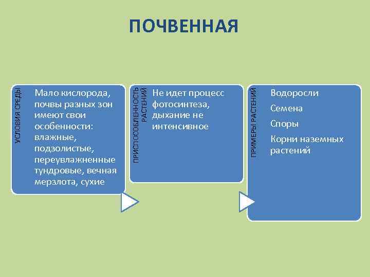 Не идет процесс фотосинтеза, дыхание не интенсивное ПРИМЕРЫ РАСТЕНИЙ Мало кислорода, почвы разных зон