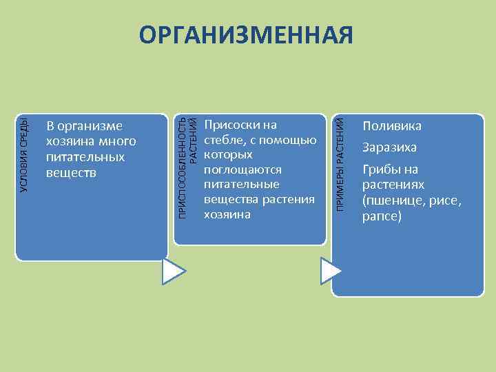 Присоски на стебле, с помощью которых поглощаются питательные вещества растения хозяина ПРИМЕРЫ РАСТЕНИЙ В