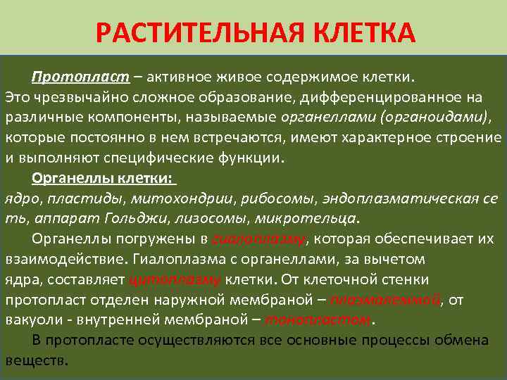 РАСТИТЕЛЬНАЯ КЛЕТКА Протопласт – активное живое содержимое клетки. Это чрезвычайно сложное образование, дифференцированное на