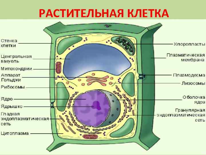 РАСТИТЕЛЬНАЯ КЛЕТКА 