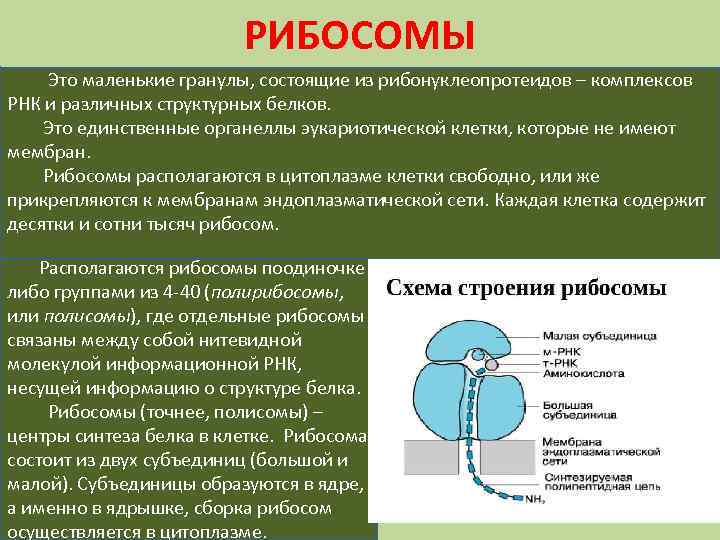 РИБОСОМЫ Это маленькие гранулы, состоящие из рибонуклеопротеидов – комплексов РНК и различных структурных белков.