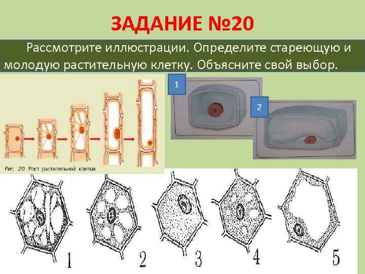 Три признака клеток растений