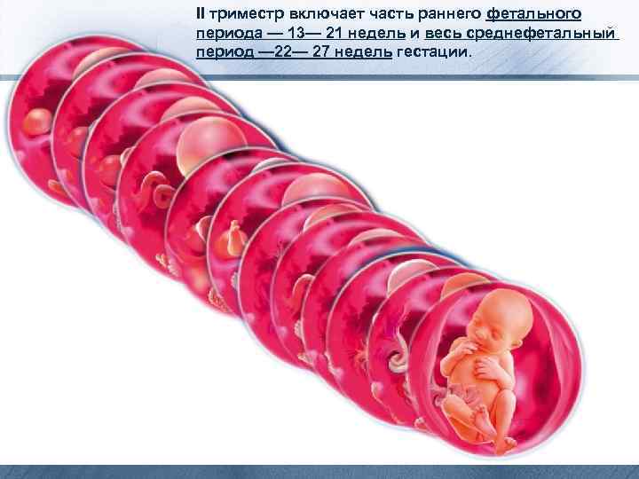 II триместр включает часть раннего фетального периода — 13— 21 недель и весь среднефетальный