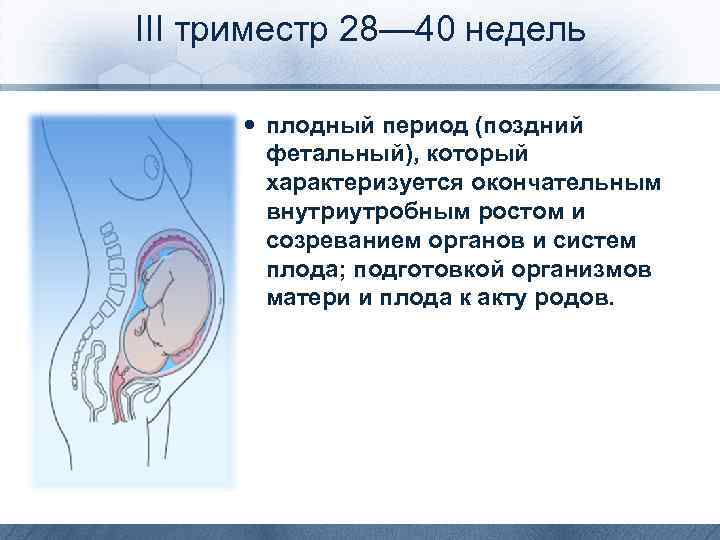 III триместр 28— 40 недель плодный период (поздний фетальный), который характеризуется окончательным внутриутробным ростом