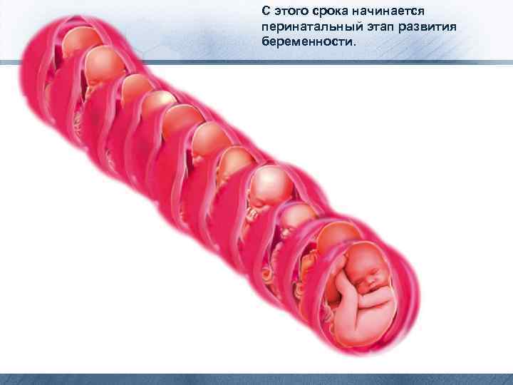 С этого срока начинается перинатальный этап развития беременности. 