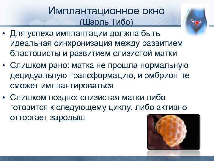 Имплантационное окно (Шарль Тибо) • Для успеха имплантации должна быть идеальная синхронизация между развитием