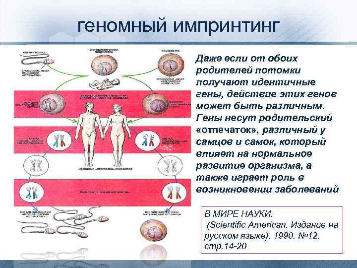 геномный импринтинг Даже если от обоих родителей потомки получают идентичные гены, действие этих генов