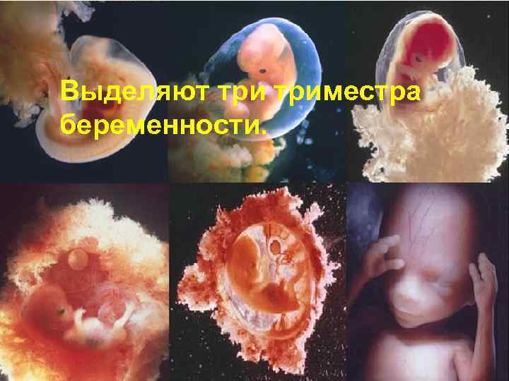 Выделяют триместра беременности. 