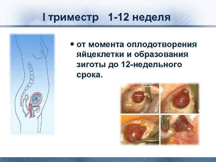 I триместр 1 -12 неделя от момента оплодотворения яйцеклетки и образования зиготы до 12