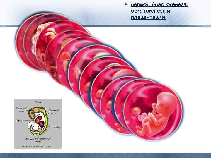 период бластогенеза, органогенеза и плацентации. 