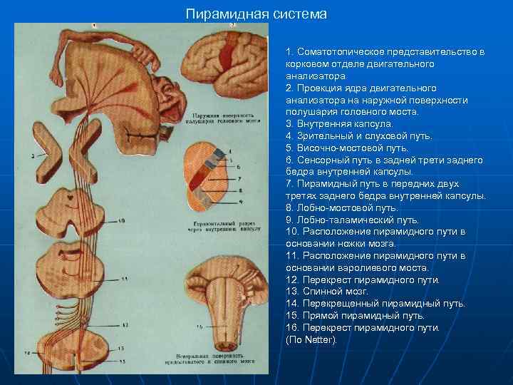 Пирамидные пути отделы. Внутренняя капсула пирамидная система. Пирамидные пути внутренней капсулы. Строение пирамидного пути. Пирамидный путь анатомия неврология.