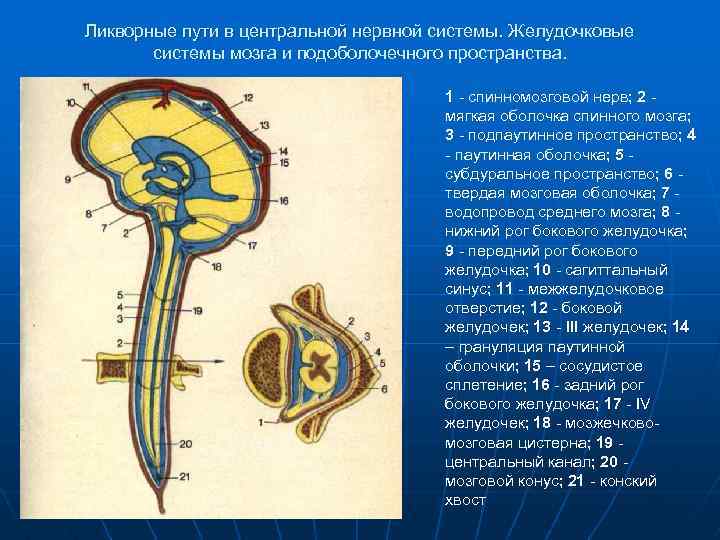 Расширение ликворных пространств