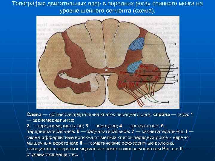 Нейроны расположенные в передних рогах спинного мозга