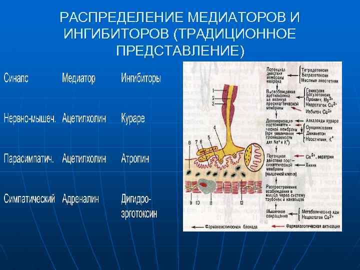 РАСПРЕДЕЛЕНИЕ МЕДИАТОРОВ И ИНГИБИТОРОВ (ТРАДИЦИОННОЕ ПРЕДСТАВЛЕНИЕ) 