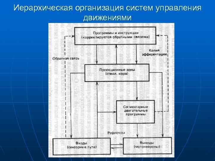 Иерархическая организация систем управления движениями 