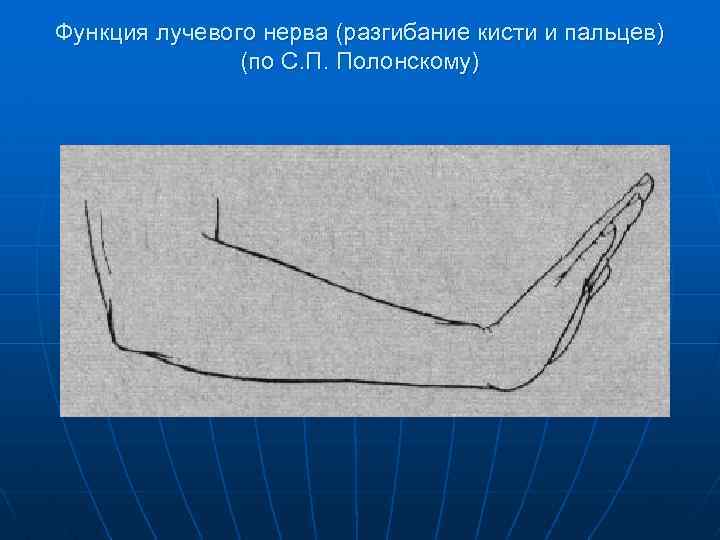 Функция лучевого нерва (разгибание кисти и пальцев) (по С. П. Полонскому) 