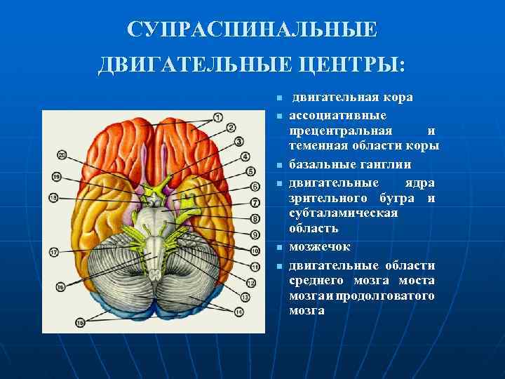 Моторные области коры