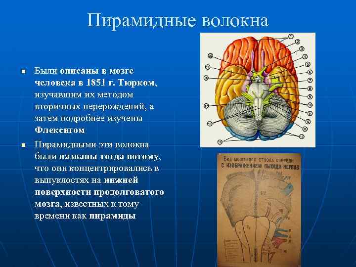 Волокна пирамидных путей. Пирамидные волокна. Волокна пирамидного пути. Синдромы поражения двигательной сферы. Метод Флексига мозг.