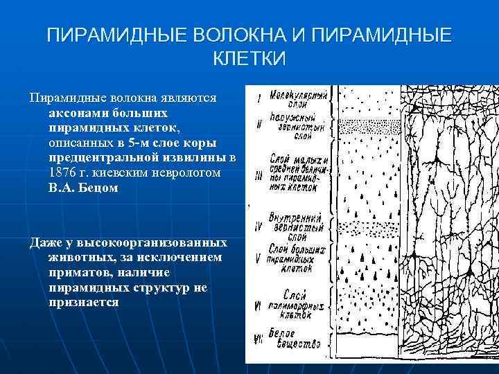 Клетки беца. Пирамидные клетки. Пирамидные клетки коры больших полушарий. Пирамидные волокна. Слой пирамидных клеток.