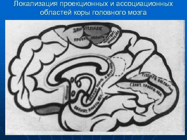 Локализация проекционных и ассоциационных областей коры головного мозга 