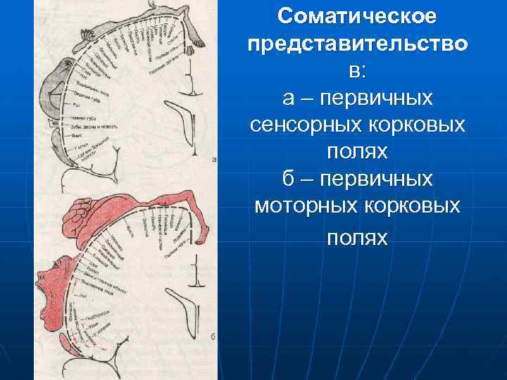 Соматическое представительство в: а – первичных сенсорных корковых полях б – первичных моторных корковых