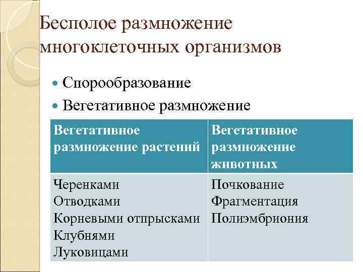 Бесполое размножение многоклеточных организмов Спорообразование Вегетативное размножение растений размножение животных Черенками Почкование Отводками Фрагментация