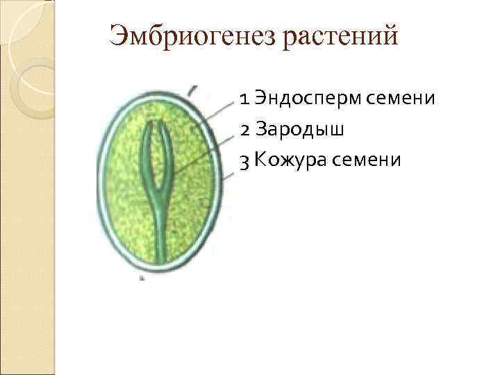 Эмбриогенез растений 1 Эндосперм семени 2 Зародыш 3 Кожура семени 