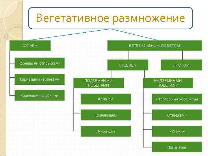 Вегетативное размножение 