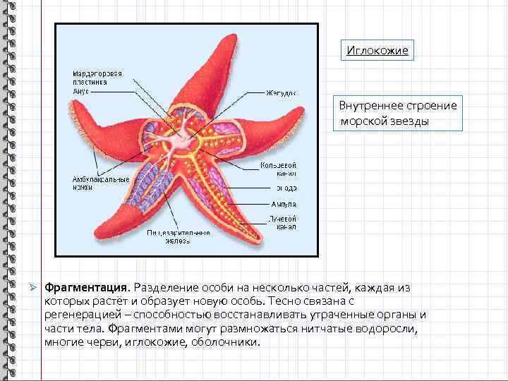 Иглокожие Внутреннее строение морской звезды Ø Фрагментация. Разделение особи на несколько частей, каждая из