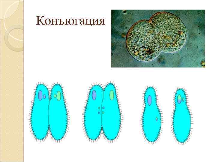 Процесс конъюгации