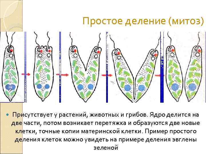 Полиэмбриония бесполое размножение примеры