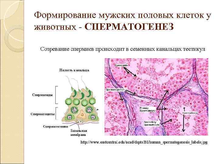 Формирование мужских половых клеток у животных - СПЕРМАТОГЕНЕЗ 