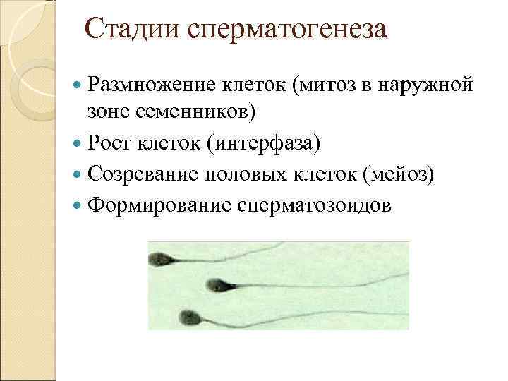 Стадии сперматогенеза Размножение клеток (митоз в наружной зоне семенников) Рост клеток (интерфаза) Созревание половых