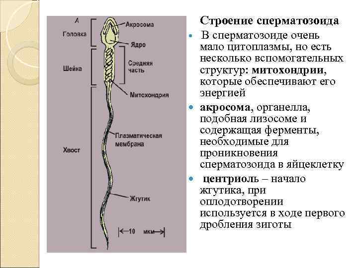 Строение сперматозоида