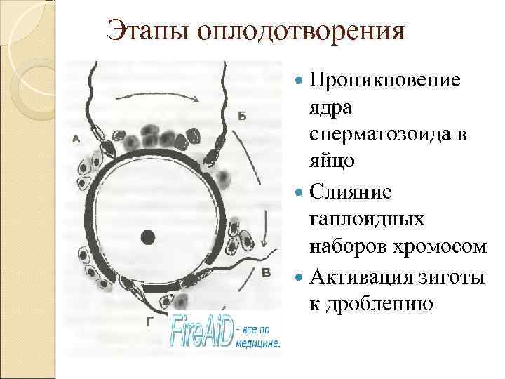 3 стадии оплодотворения. Этапы оплодотворения. Фазы оплодотворения. Основные этапы оплодотворения. Оплодотворение этапы оплодотворения.