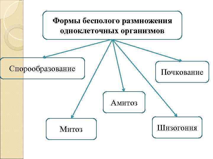 Формы бесполого размножения одноклеточных организмов Спорообразование Почкование Амитоз Митоз Шизогония 